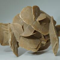 Desert Rose