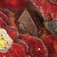 Carminite