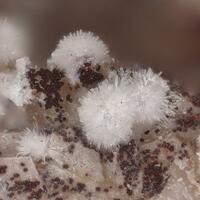 Picropharmacolite
