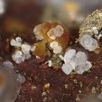 Variscite & Cacoxenite