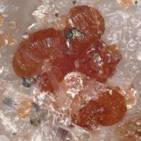 Sarkinite
