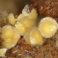 Meurigite