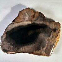 Petrified Wood