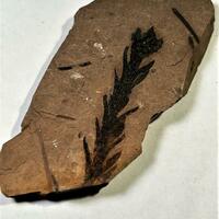 Fossil