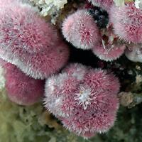 Erythrite On Quartz