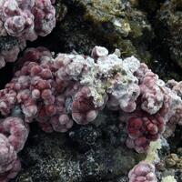 Erythrite On Quartz