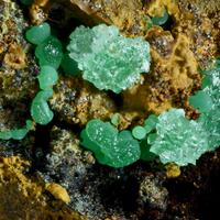 Conichalcite & Adamite