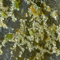 Schmitterite & Emmonsite