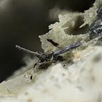 Violarite & Pentlandite