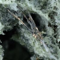 Violarite & Pentlandite