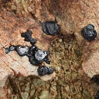 Chromite