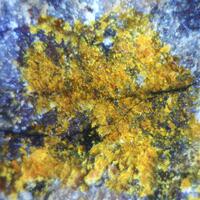 Sarkinite & Bementite
