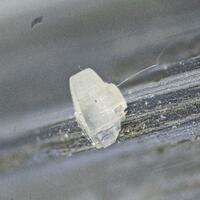 Valentinite