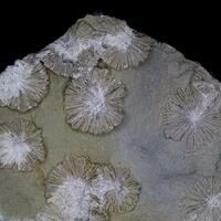 Crandallite