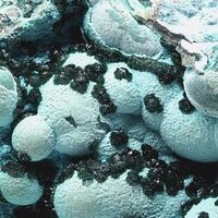 Malachite & Chrysocolla