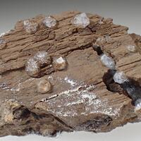 Analcime On Petrified Wood