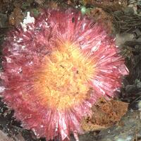 Erythrite & Zeunerite & Hematite