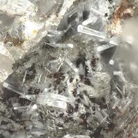 Vishnevite
