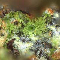 Feinglosite Psm Olivenite