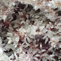 Willemite