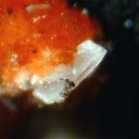 Fransoletite Tiptopite & Montgomeryite