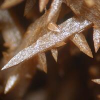 Wulfenite