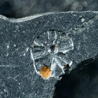Osmium