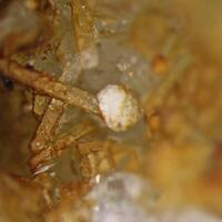 Tadzhikite & Pectolite