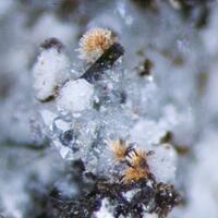 Monazite