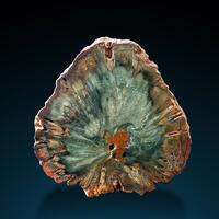 Petrified Wood