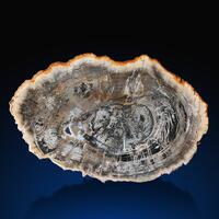 Petrified Wood