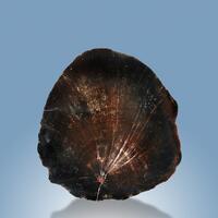 Petrified Wood