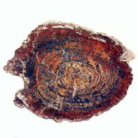 Petrified Wood