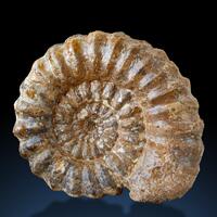 Fossil