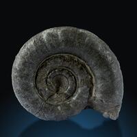 Fossil