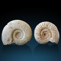 Fossil