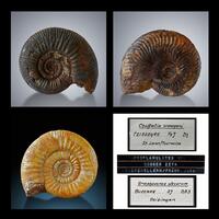 Fossil