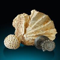 Fossil