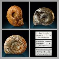 Fossil