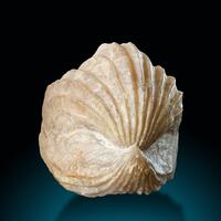 Fossil