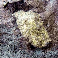 Olivine