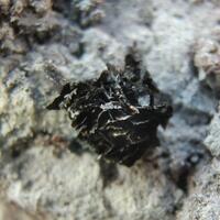 Tenorite