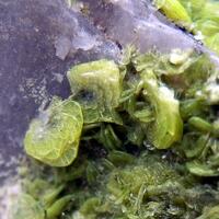 Autunite