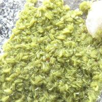 Autunite
