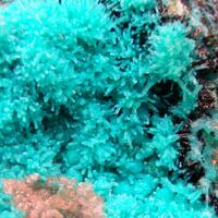 Chrysocolla