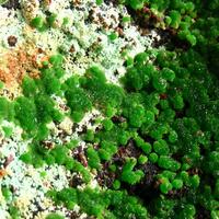 Conichalcite