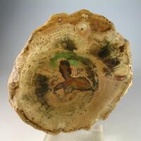 Petrified Wood