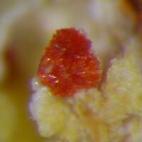 Umohoite & Calcurmolite