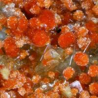 Umohoite & Calcurmolite