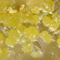 Atelestite